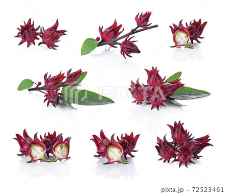 Roselle hibiscus on white background. 72523461