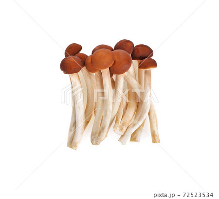 Yanagi-matsutake mushroom on white background Yanagi-matsutake mushroom on white background 72523534