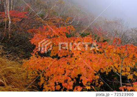 八方尾根の紅葉の写真素材