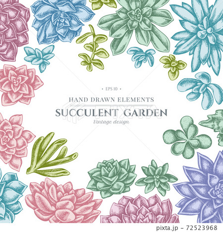 Floral design with pastel succulent echeveria, succulent echeveria, succulent 72523968
