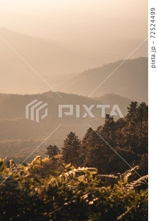 Mountain forest view in the evening Mountain forest view in the evening 72524499