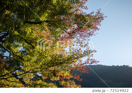 色づく鳩ノ巣渓谷の樹々 72524922