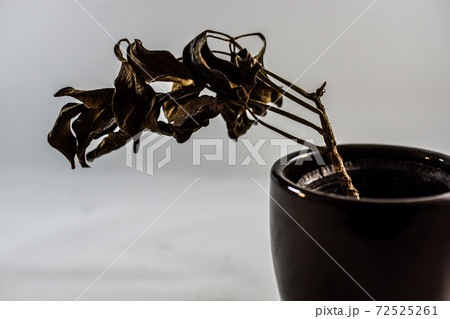 枯れた観葉植物の写真素材