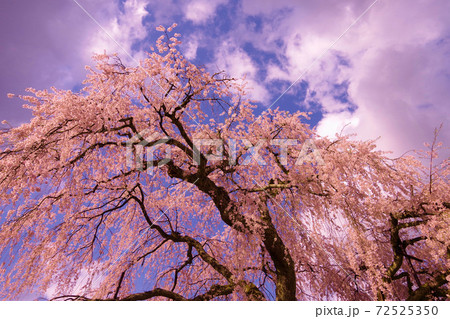 満開のしだれ桜 樹齢250年 満開 枝垂れ桜の写真素材