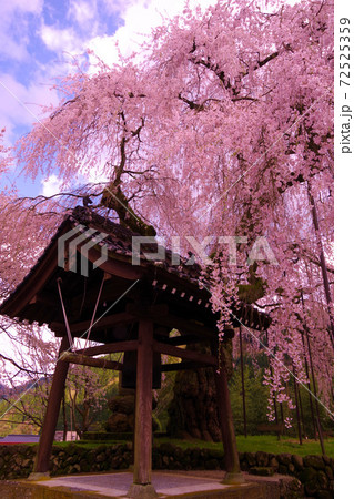 満開のしだれ桜 樹齢250年 満開 枝垂れ桜の写真素材