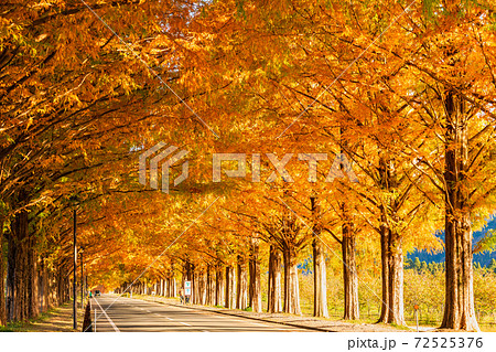 マキノ高原　メタセコイア並木 72525376