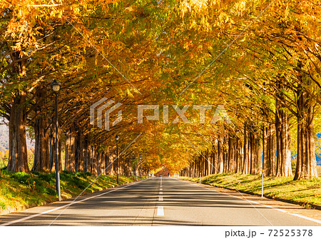 マキノ高原　メタセコイア並木 72525378