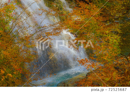 しゃくなげの滝と紅葉(群馬県・四万) しゃくなげの滝と紅葉(群馬県・四万) 72525687