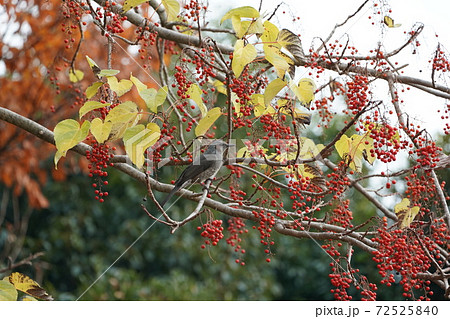 イイギリの実を食べるヒヨドリ イイギリの実を食べるヒヨドリ 72525840