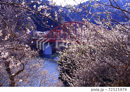 月ヶ瀬梅林 奈良県奈良市 月ヶ瀬橋近くに咲く梅の花の写真素材 月ヶ瀬梅林 奈良県奈良市 月ヶ瀬橋近くに咲く梅の花の写真素材