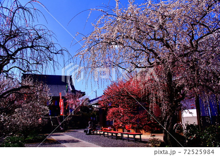 月ヶ瀬梅林（奈良県奈良市）真福寺のしだれ梅 72525984