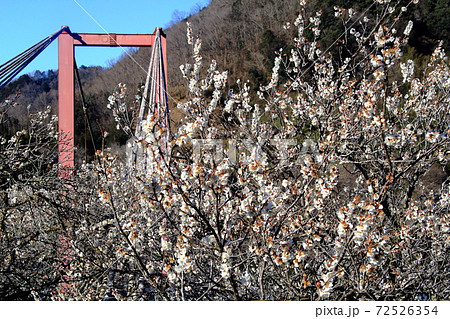 月ヶ瀬 奈良県奈良市 八幡橋に咲く梅の花の写真素材