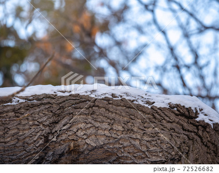 Cork oak tree bark texture with snow. Tree bark texture with snow. Natural background Cork oak tree bark texture with snow. Tree bark texture with snow. Natural background 72526682