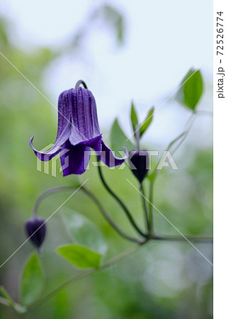 Bell Shaped Clematis Stock Photo