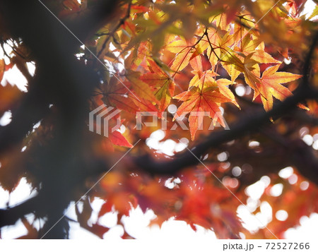 光と紅葉 光と紅葉 72527266