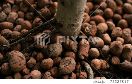 Home-grown plant with well-grown roots in expanded clay granules grown in passive hemihydroponics. The roots of the tree are covered with expanded clay for mulching. Home-grown plant with well-grown roots in expanded clay granules grown in passive hemihydroponics. The roots of the tree are covered with expanded clay for mulching. 72527317