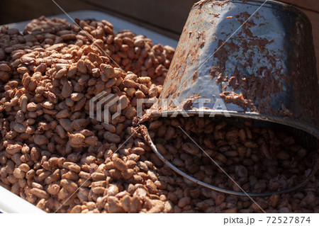 Fresh cocoa beans and fresh cocoa seeds are fermented in a wooden tank to develop the chocolate flavor. Fresh cocoa beans and fresh cocoa seeds are fermented in a wooden tank to develop the chocolate flavor. 72527874