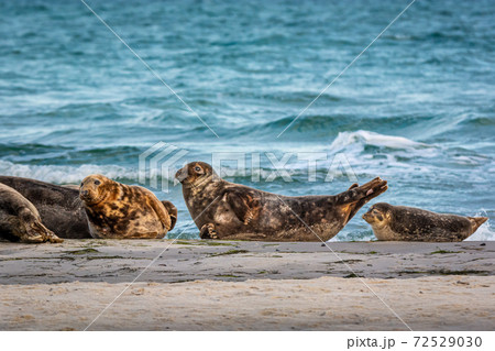 A harbor seal colony resting on a sandbank near the ocean. Picture from Falsterbo in Scania, Sweden A harbor seal colony resting on a sandbank near the ocean. Picture from Falsterbo in Scania, Sweden 72529030