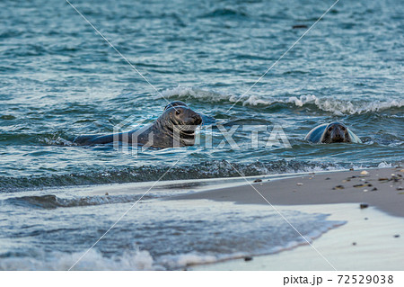 Harbor seals swimming in the ocean. Picture from Falsterbo in Scania, Sweden 72529038