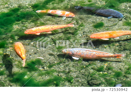 出流原弁天池で泳ぐ鯉 72530942