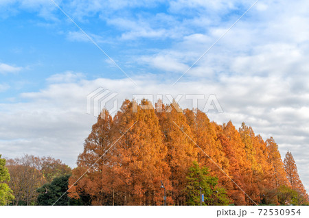水元公園メタセコイアの紅葉 水元公園メタセコイアの紅葉 72530954
