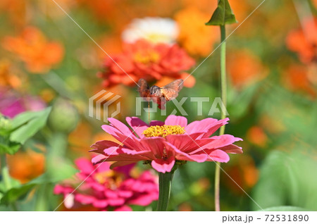 ホシホウジャクの生態 72531890