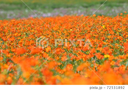 雄大なコスモス畑 72531892