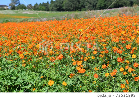 コスモス畑の見どころ コスモス畑の見どころ 72531895