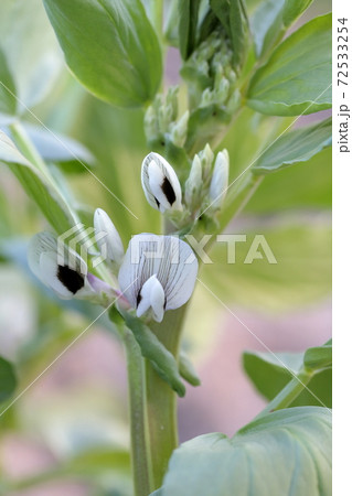 白く綺麗なそら豆の花 そら豆 品種名 初姫 の写真素材