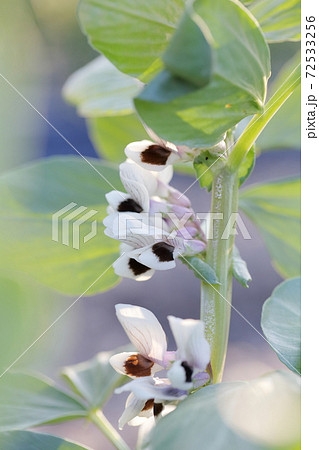 そら豆の花（そら豆　品種名：初姫） 72533256