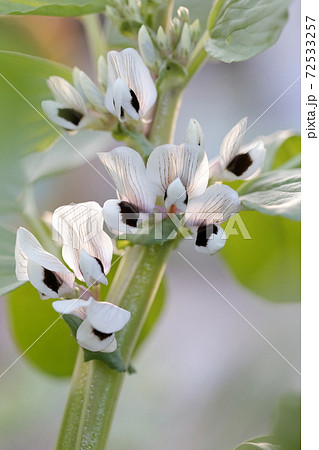 白く綺麗なそら豆の花(そら豆 品種名:初姫) 白く綺麗なそら豆の花(そら豆 品種名:初姫) 72533257