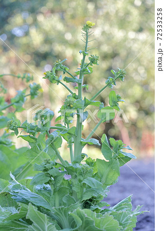 畑に咲く黄色い花　（ハクサイ　白菜） 72533258