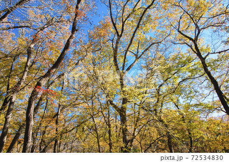 紅葉の狭山丘陵　冒険の森のコナラの林を見上げる 72534830