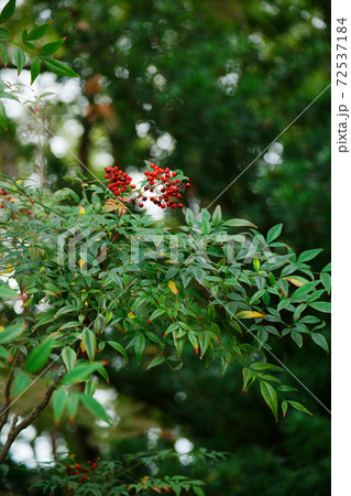 ナンテンの赤い実 庭園 聖福寺 ナンテンの赤い実 庭園 聖福寺 72537184