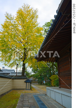 仏殿とイチョウの木の黄葉 聖福寺 仏殿とイチョウの木の黄葉 聖福寺 72537200