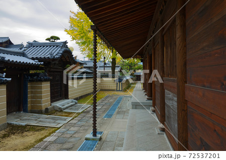 仏殿とイチョウの木の黄葉　聖福寺 72537201