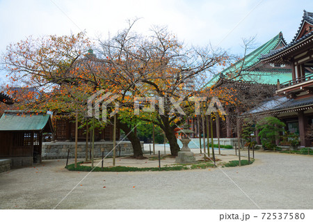 東長寺の紅葉 東長寺の紅葉 72537580