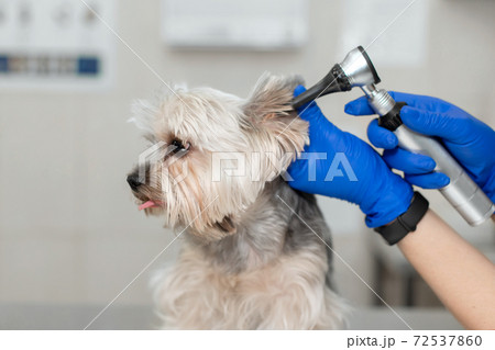 Beautiful vet doctor examines a small cute dog breed Yorkshire Terrier with the help of an otoscope in a veterinary clinic. Happy dog on medical examination. Background of the veterinary hospital Beautiful vet doctor examines a small cute dog breed Yorkshire Terrier with the help of an otoscope in a veterinary clinic. Happy dog on medical examination. Background of the veterinary hospital 72537860