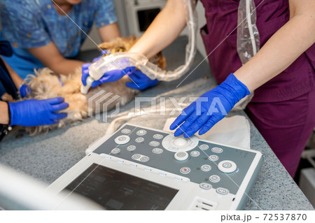 Professional pet doctors doing ultrasound scan for dog breed yorkshire terrier inside pet ambulance car Professional pet doctors doing ultrasound scan for dog breed yorkshire terrier inside pet ambulance car 72537870