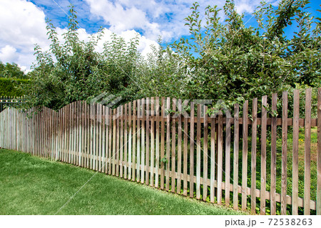 The apple orchard is fenced from wooden planks and planted with a green lawn, a sunny summer day with a blue sky and clouds. 72538263