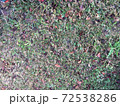 芝生 72538286