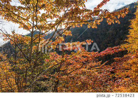 【華厳の滝エレべーターを待ちながら紅葉を撮影】 72538423