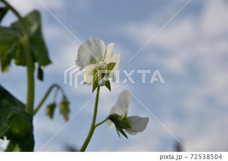スナップエンドウの花 スナップエンドウの花 72538504