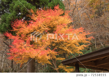 【飛騨高山 宇津江四十八滝でグラデーションの奇麗な紅葉と東屋】 【飛騨高山 宇津江四十八滝でグラデーションの奇麗な紅葉と東屋】 72538555