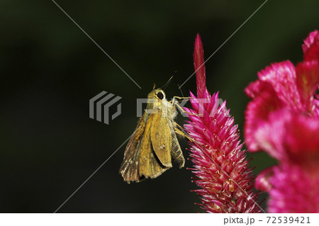 ケイトウに吸蜜するイチモンジセセリ ケイトウに吸蜜するイチモンジセセリ 72539421