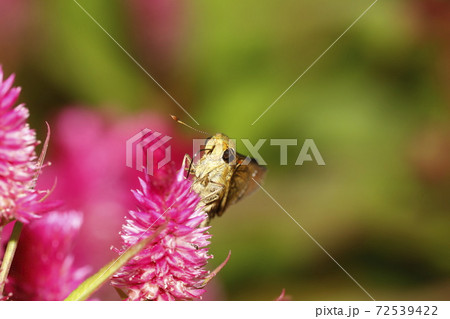 ケイトウに吸蜜するイチモンジセセリ ケイトウに吸蜜するイチモンジセセリ 72539422