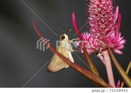 ケイトウに吸蜜するイチモンジセセリ ケイトウに吸蜜するイチモンジセセリ 72539443