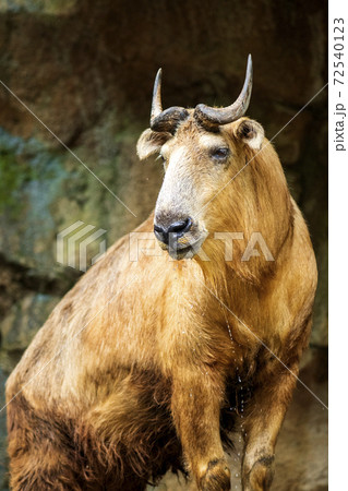 多摩動物園にいる中国の超希少動物ターキン 72540123
