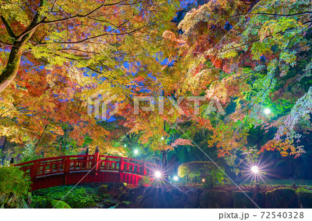 ライトアップされた熱海梅園の紅葉 もみじまつり 静岡県熱海市 ライトアップされた熱海梅園の紅葉 もみじまつり 静岡県熱海市 72540328