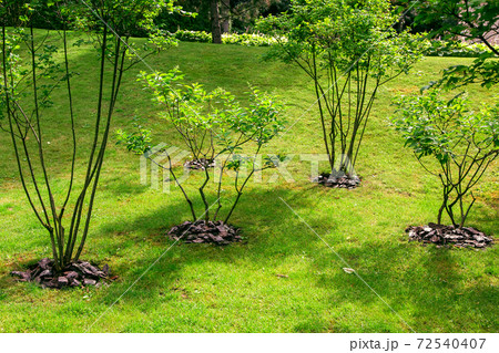 in a well-kept park in a clearing with a green lawn, planted with bushes with thin branches on a sunny summer day. 72540407